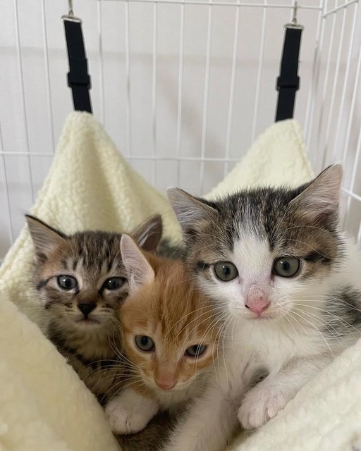 みんなハンモックが大好き。最初は近づくとサラちゃんがシャーっと威嚇した