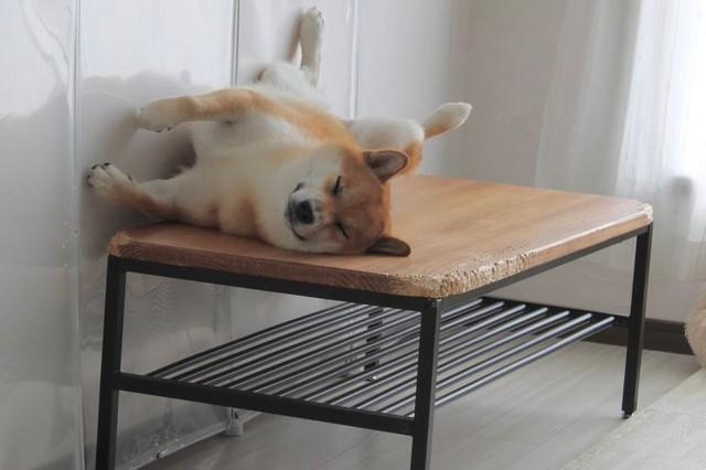 ニコニコ顔で寝落ちする、柴犬さん（画像提供:：柴犬ふう太）