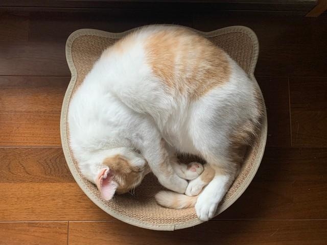 テレワーク出勤の猫ちゃんも（写真提供：同人誌印刷会社しまや出版さん）