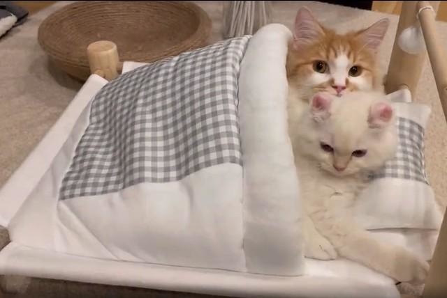 ぽてちちゃん（写真上）とおこめちゃん＝ぽてこゆこめ+うなさん（@potechi_nikki）のツイートより