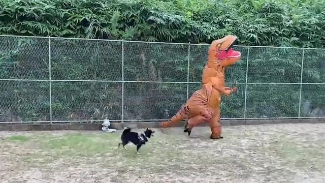 黒柴さんのお気に入りの子恐竜のぬいぐるみを抱え逃げるパパさん恐竜（画像提供：暴君ぺこさん）