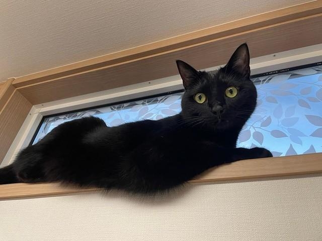 カエルやヘビを食べて生きていた子猫の里親に 元気に幸せに育ててあげたい 家族にとっては神様のような存在 神戸新聞next 連載 特集 話題