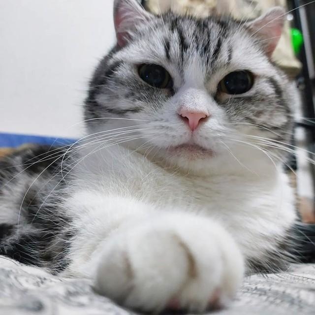 ジモティで見つけた猫の飼い主募集 引っ越すから はウソ 雑に飼われていた その子は助けを求めていた 神戸新聞next 連載 特集 話題