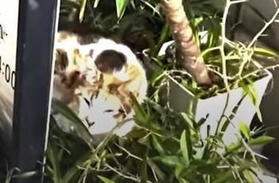 飲食店の店先の植え込みに行き倒れていた三毛猫の親子（浦川さん提供、YouTubeよりキャプチャ撮影、一部トリミング）