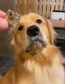 待て おやつ食べたいワン でも我慢 しつけ中の犬さんが可愛いと話題 よだれがナイアガラ 神戸新聞next 連載 特集 話題