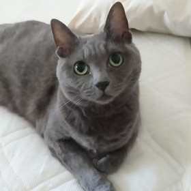 お迎えしたのは ガリガリに痩せていた猫 病院通いからやっと解放 何があっても全力で守るだけ 神戸新聞next 連載 特集 話題