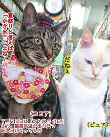 今日はニャンの日 看板猫たちが毎日の記念日を紹介 貸本屋店主がsnsにほぼ毎日投稿する ４コマ写真 が人気 神戸新聞next 連載 特集 話題