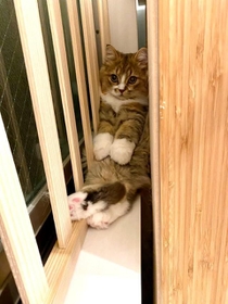 何が起こったにゃ！？＝みぬ太郎とみぬ次郎-ミヌエット♂2匹の暮らし-さん（@minuminutaro）提供