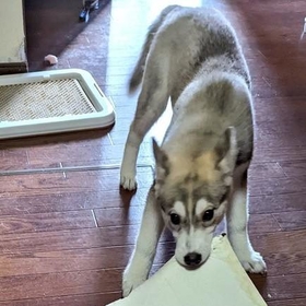 これはショッキング…（飼い主提供）