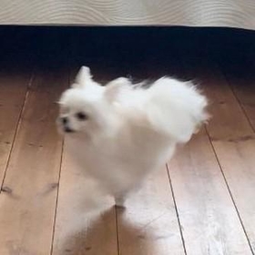 ニワトリさん！？いいえ、白犬さんです！！（かわいーぬさん提供）