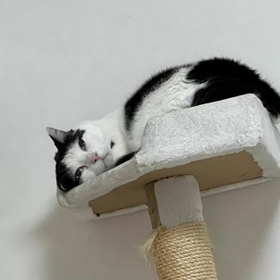 寝ているらしい＝しい & ほたてさん（@ishiishii712）提供