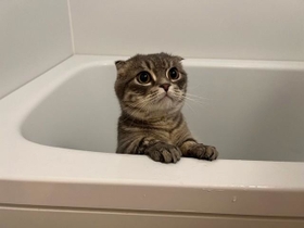 こけしに変身する直前のしゃけくん＝しゃけさん（@shake_1121）提供