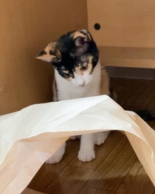 神戸新聞next 連載 特集 話題 遊び方が分からないニャい 猫さん じゃらしは好きですが おもしろ動画のようにはいきません 神戸新聞next 連載 特集 話題 遊び方が分からないニャい 猫さん じゃらしは好きですが おもしろ動画のようにはいきません