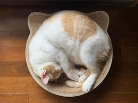 企業に猫社員やインターン保護猫の 癒し課 一体なぜ 担当者に話を聞いた ぜひ多くの会社で発足を 神戸新聞next 連載 特集 話題