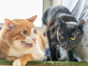 カール（右）が近づくと先住猫はシャーっと威嚇します