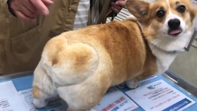 注射が怖くて震えるコーギーさん（画像提供：ちゅんさん ※動画よりキャプチャ）