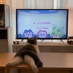 アニメ『ちいかわ』のエンディングにくぎ付けの猫がTwitter上で話題になった（おもちさん提供、Twitterよりキャプチャ撮影）