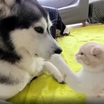 犬と猫の親バカ日記 ハスキー＆トイプー＆スコティッシュ（@CjCannel）さんのツイートより