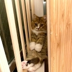 何が起こったにゃ！？＝みぬ太郎とみぬ次郎-ミヌエット♂2匹の暮らし-さん（@minuminutaro）提供