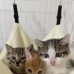 みんなハンモックが大好き。最初は近づくとサラちゃんがシャーっと威嚇した