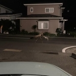 CGなし！夜の住宅街に巨大カマキリ現る！（お砂糖さん提供）