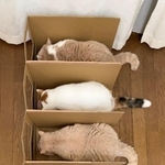 「ごはんの取り合い対策に」猫たちが一蘭方式でモグモグ！　「コロナ対策」「替え玉はまだかニャ？」「ゲートイン完了」