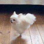 ニワトリさん！？いいえ、白犬さんです！！（かわいーぬさん提供）