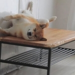 ニコニコ顔で寝落ちする、柴犬さん（画像提供:：柴犬ふう太）