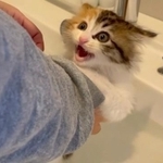 にゃ～！と怖がって悲鳴をあげるうなちゃん＝ぽてこゆこめ+うなさん（@potechi_nikki）提供