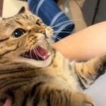 抱っこされてシャー！激オコの猫ちゃんが話題になった（「もな」さん提供、Twitterよりキャプチャ撮影）