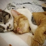 致死率の高い猫パルボウイルス感染症を立て続けに発症し、奇跡の生還を遂げた元保護猫たち（イガラシさん提供）