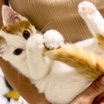 抱っこされながら尻尾のお手入れ