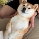 ヘソ天姿で自重マッサージを受ける豆柴が話題（yomopapaさん提供、Twitterよりキャプチャ撮影）