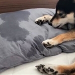 ワンちゃんがなめなめしたヨダレまみれの枕がTwitter上で話題になった（「琥大朗-KOTARO-」さん提供、Twitterよりキャプチャ撮影）