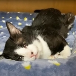 リンパ腫になり、再び闘病生活となったむーくん。昨年FIPを寛解したばかりだった（むーパパさん提供、YouTubeよりキャプチャ撮影）