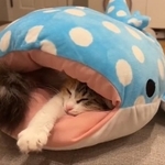 サメの口の中でくつろいでいます（「ぽてこゆこめ+うな」さん提供、Twitterよりキャプチャ撮影）