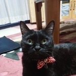 やっぱ黒猫には赤が似合うにゃ