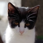 動物が虐待されているのを見かけたとき、どうすればよいでしょうか　※画像はイメージです（sonoya/stock.adobe.com）