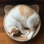テレワーク出勤の猫ちゃんも（写真提供：同人誌印刷会社しまや出版さん）