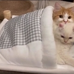 ぽてちちゃん（写真上）とおこめちゃん＝ぽてこゆこめ+うなさん（@potechi_nikki）のツイートより