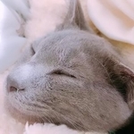 酷暑にニャーニャー助けを呼び求めていた子猫　ミルクから必死に育てて「命を救うことができて良かった」