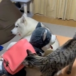 おまえ誰だ？（かもしかさん提供、Twitterよりキャプチャ撮影）