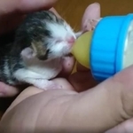 猫中さん（@yutanekoneko）のツイッターより