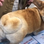 注射が怖くて震えるコーギーさん（画像提供：ちゅんさん ※動画よりキャプチャ）