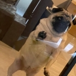 大きな目をいっぱいに見開いてガラスの向こうを見つめる横綱ちゃん（画像提供：よこむすびさん）