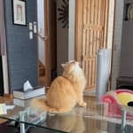 何もいない天井を見上げる猫がTwitter上で話題になった（ネコランドさん提供、Twitterよりキャプチャ撮影）