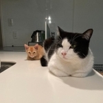 香箱座り、座った目付きまで同じ＝こげめ（@petbaka）さん提供