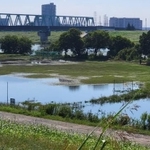 行方不明になった７歳女児の靴と靴下が発見された河川敷＝千葉県内（撮影・小川泰平）