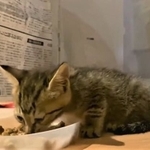 「ウマイ、ウマイ･･･」と言いながらご飯を食べる保護された子猫の動画がTwitter上で話題になった（「拾い猫るな」さん提供、Twitterよりキャプチャ撮影）