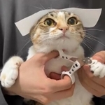頭にシールを貼ったら置物のようになって爪を切られる猫がTwitter上で話題になった（「ととまるとはんみ」さん提供、Twitterよりキャプチャ撮影）